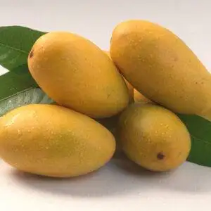 Dasheri