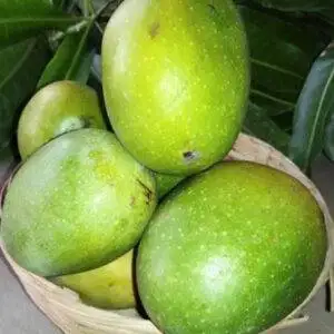 Kothapalli Kobbari